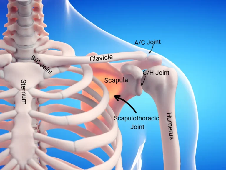 Anatomy and function of the shoulder